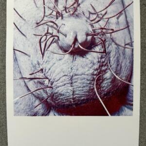 POSIWID Crown of Thorns